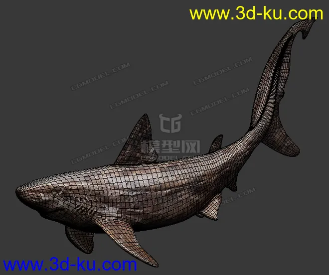 鲨鱼    鲨鱼干模型的图片1