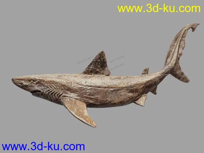 鲨鱼    鲨鱼干模型的图片2