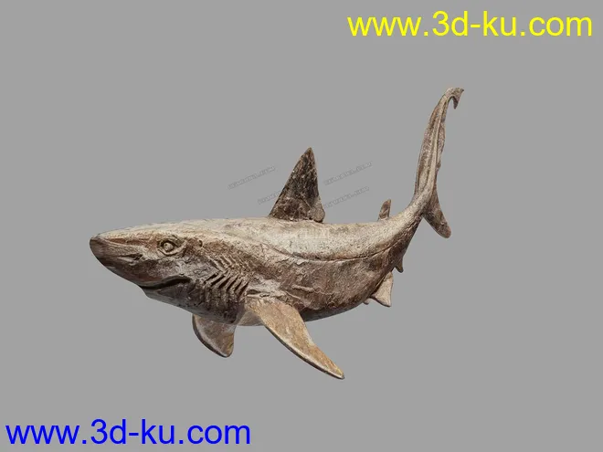 鲨鱼    鲨鱼干模型的图片3