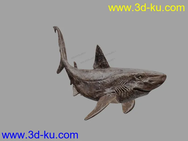 鲨鱼    鲨鱼干模型的图片4