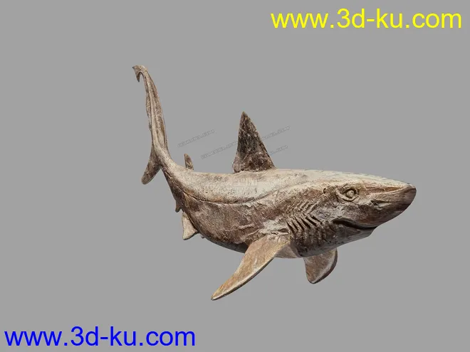 鲨鱼    鲨鱼干模型的图片5
