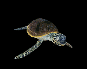 分享一海龟模型的图片1
