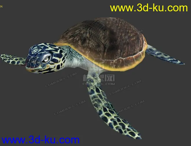 分享一海龟模型的图片2
