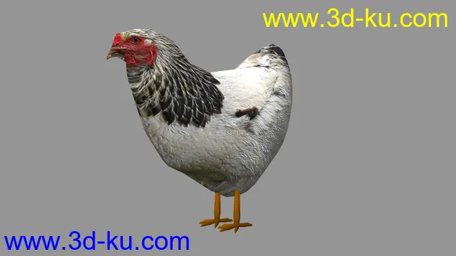 母鸡模型的图片1