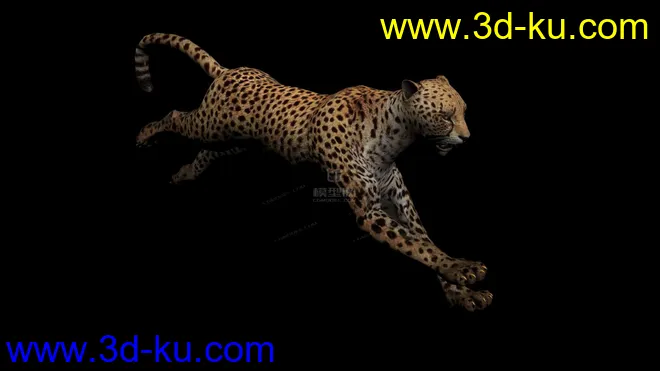 分享一只写实猎豹，豹子，带奔跑动画模型的图片2