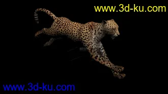 3D打印模型分享一只写实猎豹，豹子，带奔跑动画的图片