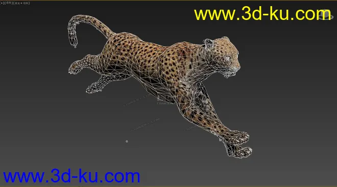 分享一只写实猎豹，豹子，带奔跑动画模型的图片4