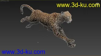3D打印模型分享一只写实猎豹，豹子，带奔跑动画的图片