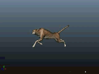 免费分享一个豹子，猎豹模型的图片1