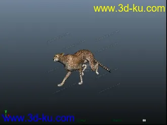 免费分享一个豹子，猎豹模型的图片