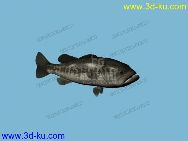 游动的鱼模型的图片1