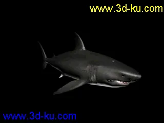 3D打印模型大白鲨 鲨鱼 有绑定有动画 鳃部能动 免费送你了的图片