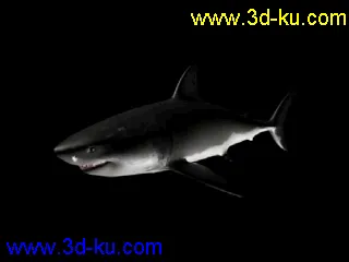 3D打印模型大白鲨 鲨鱼 有绑定有动画 鳃部能动 免费送你了的图片
