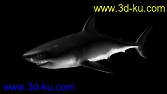3D打印模型大白鲨 鲨鱼 有绑定有动画 鳃部能动 免费送你了的图片