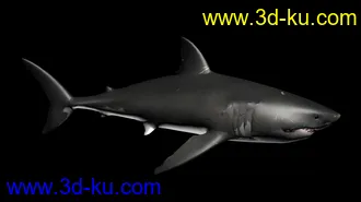3D打印模型大白鲨 鲨鱼 有绑定有动画 鳃部能动 免费送你了的图片