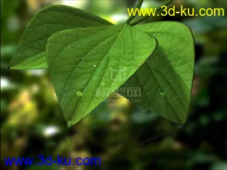 3D打印模型树叶和水滴的图片