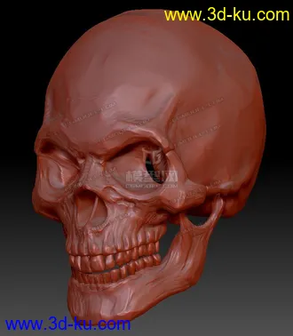3D打印模型骷颅头的图片