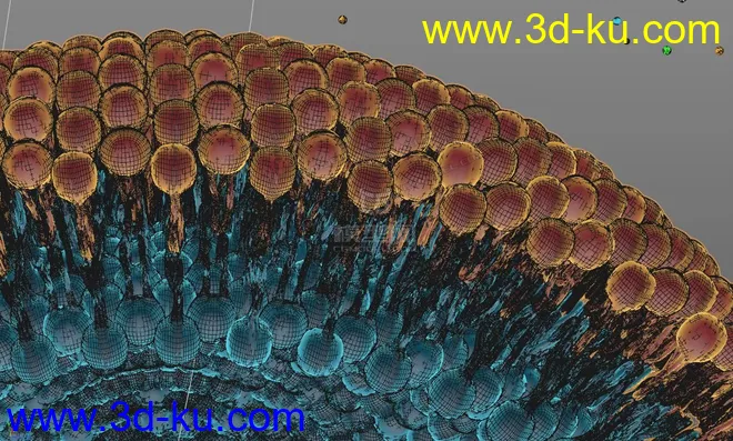 医学结构 磷脂双分子层模型的图片1