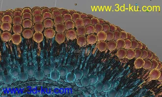 3D打印模型医学结构 磷脂双分子层的图片