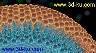 3D打印模型医学结构 磷脂双分子层的图片