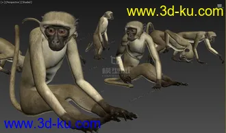 Free 动物调皮猴子 多姿势 绑定骨骼精准蒙皮 by:模型专业户的图片