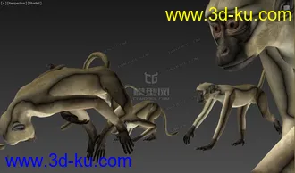 Free 动物调皮猴子 多姿势 绑定骨骼精准蒙皮 by:模型专业户的图片