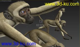 Free 动物调皮猴子 多姿势 绑定骨骼精准蒙皮 by:模型专业户的图片