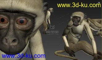 Free 动物调皮猴子 多姿势 绑定骨骼精准蒙皮 by:模型专业户的图片