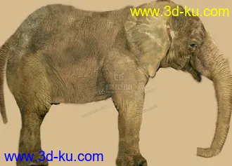 3D打印模型大象  大象的图片