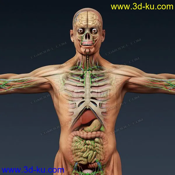 完整的人体器官   人体结构构造   人体   文件齐全模型的图片4