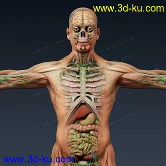 3D打印模型完整的人体器官   人体结构构造   人体   文件齐全的图片