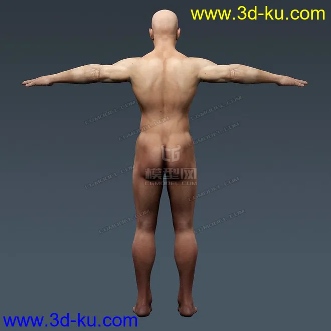 完整的人体器官   人体结构构造   人体   文件齐全模型的图片7