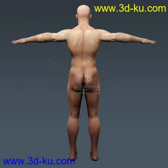 3D打印模型完整的人体器官   人体结构构造   人体   文件齐全的图片