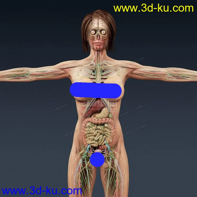 完整的人体器官   人体结构构造   人体   文件齐全模型的图片9