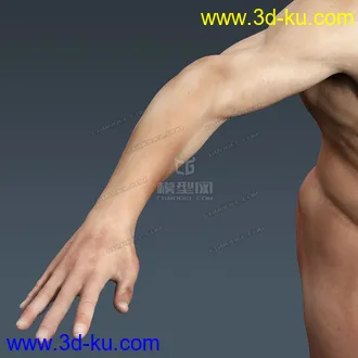 3D打印模型完整的人体器官   人体结构构造   人体   文件齐全的图片