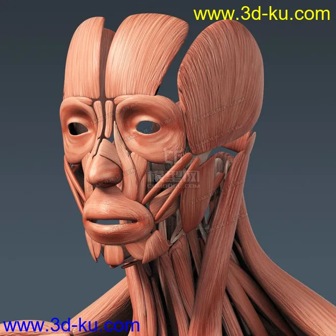 完整的人体器官   人体结构构造   人体   文件齐全模型的图片12