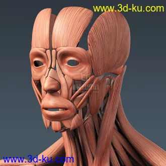 3D打印模型完整的人体器官   人体结构构造   人体   文件齐全的图片