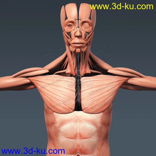 完整的人体器官   人体结构构造   人体   文件齐全模型的图片13