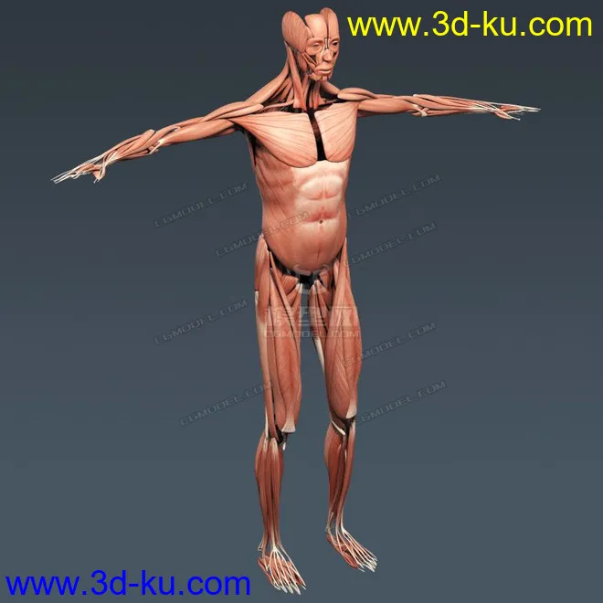 完整的人体器官   人体结构构造   人体   文件齐全模型的图片14
