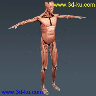 3D打印模型完整的人体器官   人体结构构造   人体   文件齐全的图片
