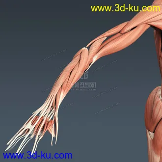 3D打印模型完整的人体器官   人体结构构造   人体   文件齐全的图片