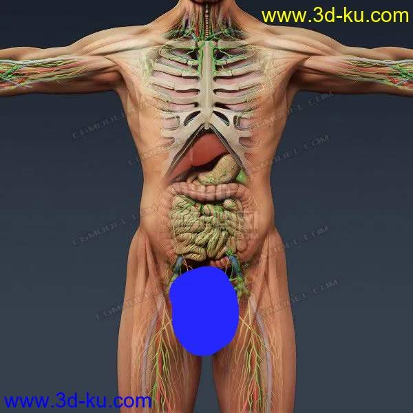 完整的人体器官   人体结构构造   人体   文件齐全模型的图片16
