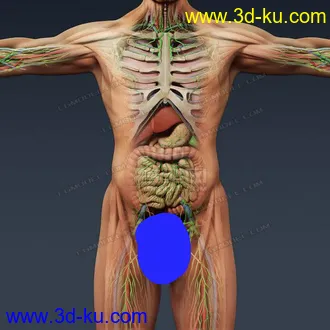 3D打印模型完整的人体器官   人体结构构造   人体   文件齐全的图片