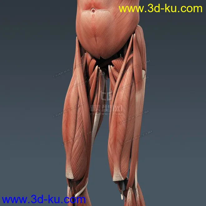 完整的人体器官   人体结构构造   人体   文件齐全模型的图片18