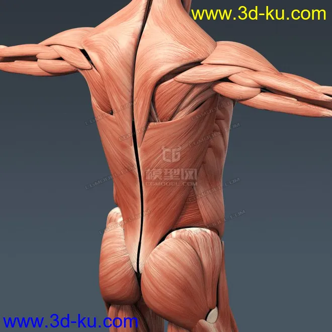完整的人体器官   人体结构构造   人体   文件齐全模型的图片19