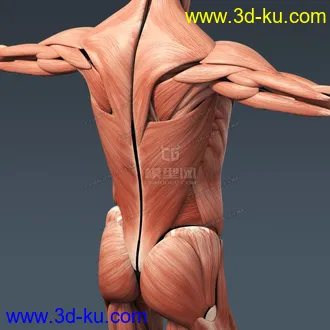 3D打印模型完整的人体器官   人体结构构造   人体   文件齐全的图片