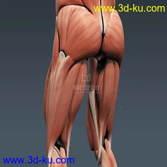 3D打印模型完整的人体器官   人体结构构造   人体   文件齐全的图片