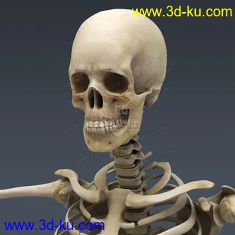 3D打印模型完整的人体器官   人体结构构造   人体   文件齐全的图片
