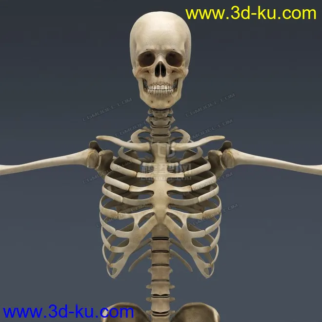 完整的人体器官   人体结构构造   人体   文件齐全模型的图片22
