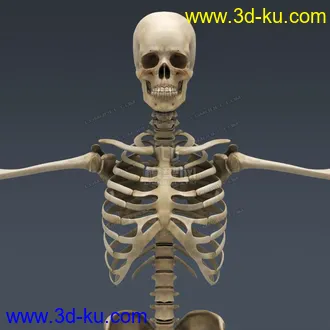 3D打印模型完整的人体器官   人体结构构造   人体   文件齐全的图片